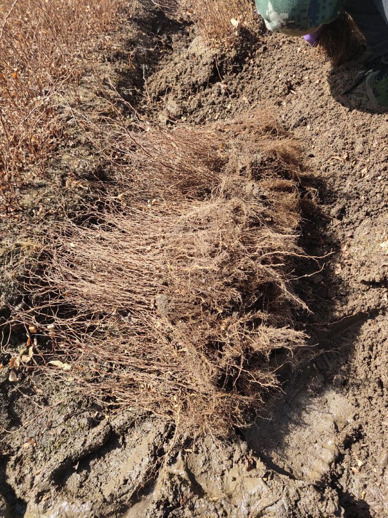 【网红植物】雪柳喷雪花珍珠绣线菊苗全国包邮死苗包赔