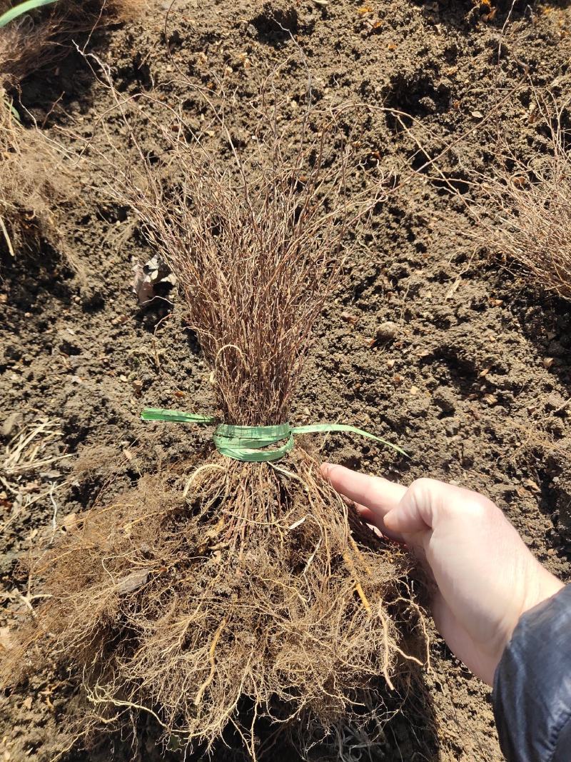 【网红植物】雪柳喷雪花珍珠绣线菊苗全国包邮死苗包赔