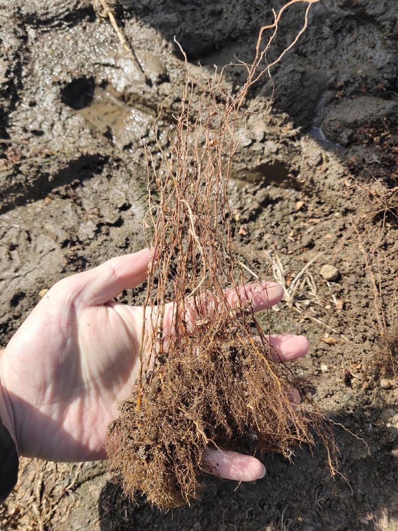 【网红植物】雪柳喷雪花珍珠绣线菊苗全国包邮死苗包赔