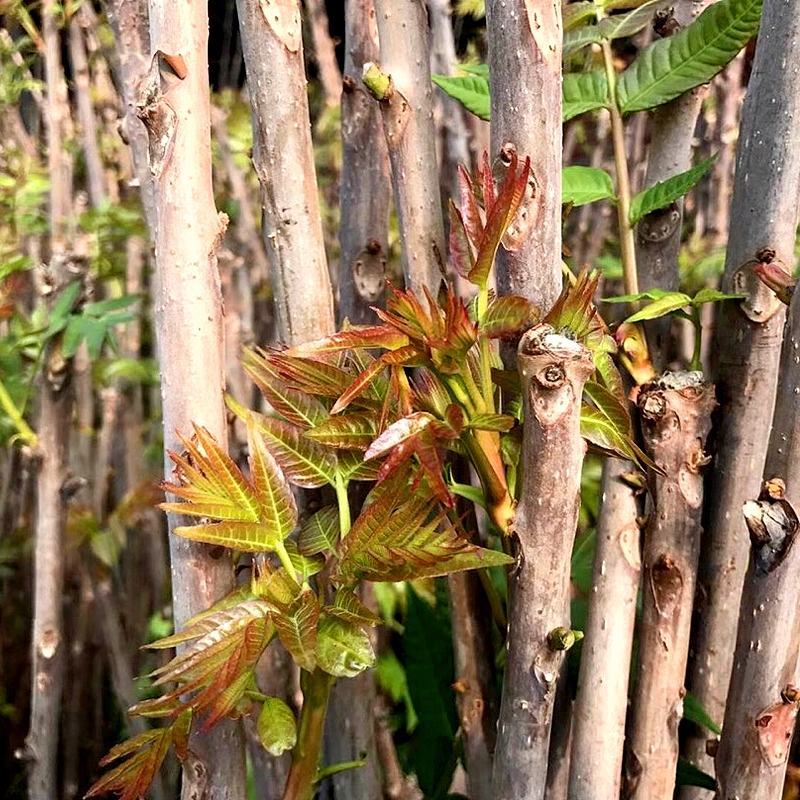 大山农家自产红油头茬香椿芽