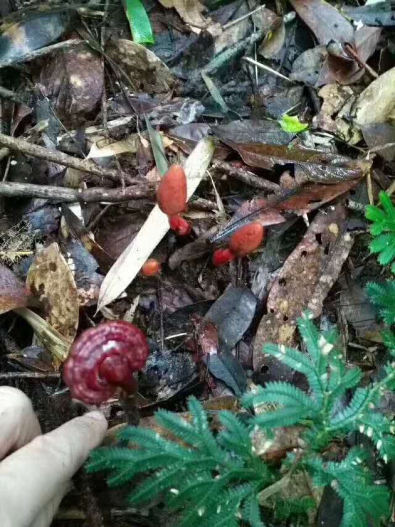 海南野生灵芝王，竹灵芝，小叶红灵芝批发