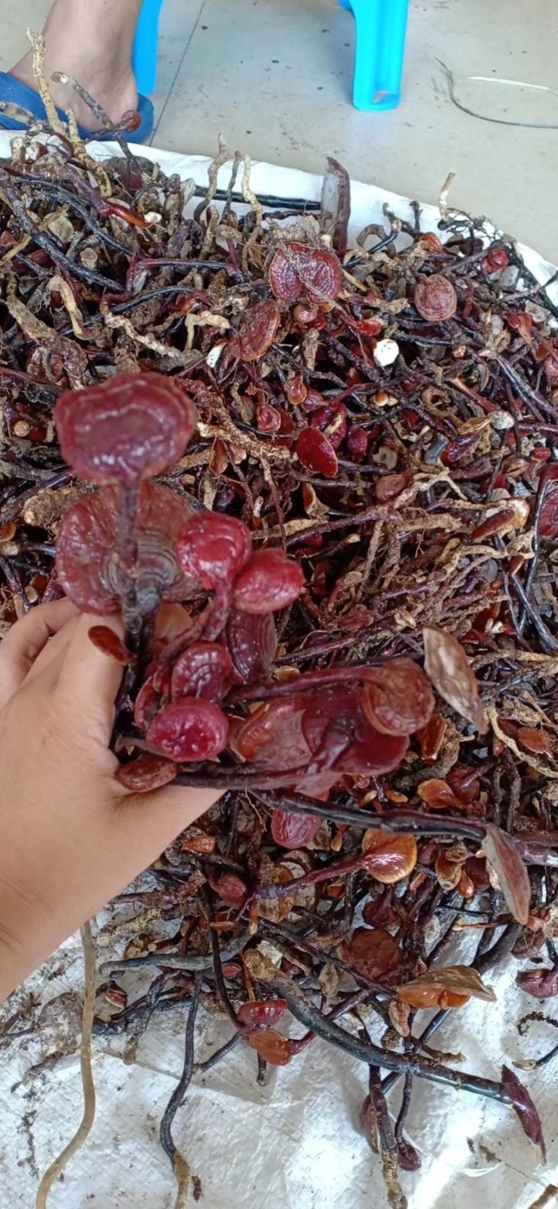 海南野生灵芝王，竹灵芝，小叶红灵芝批发