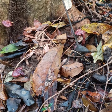 海南野生灵芝王，竹灵芝，小叶红灵芝批发