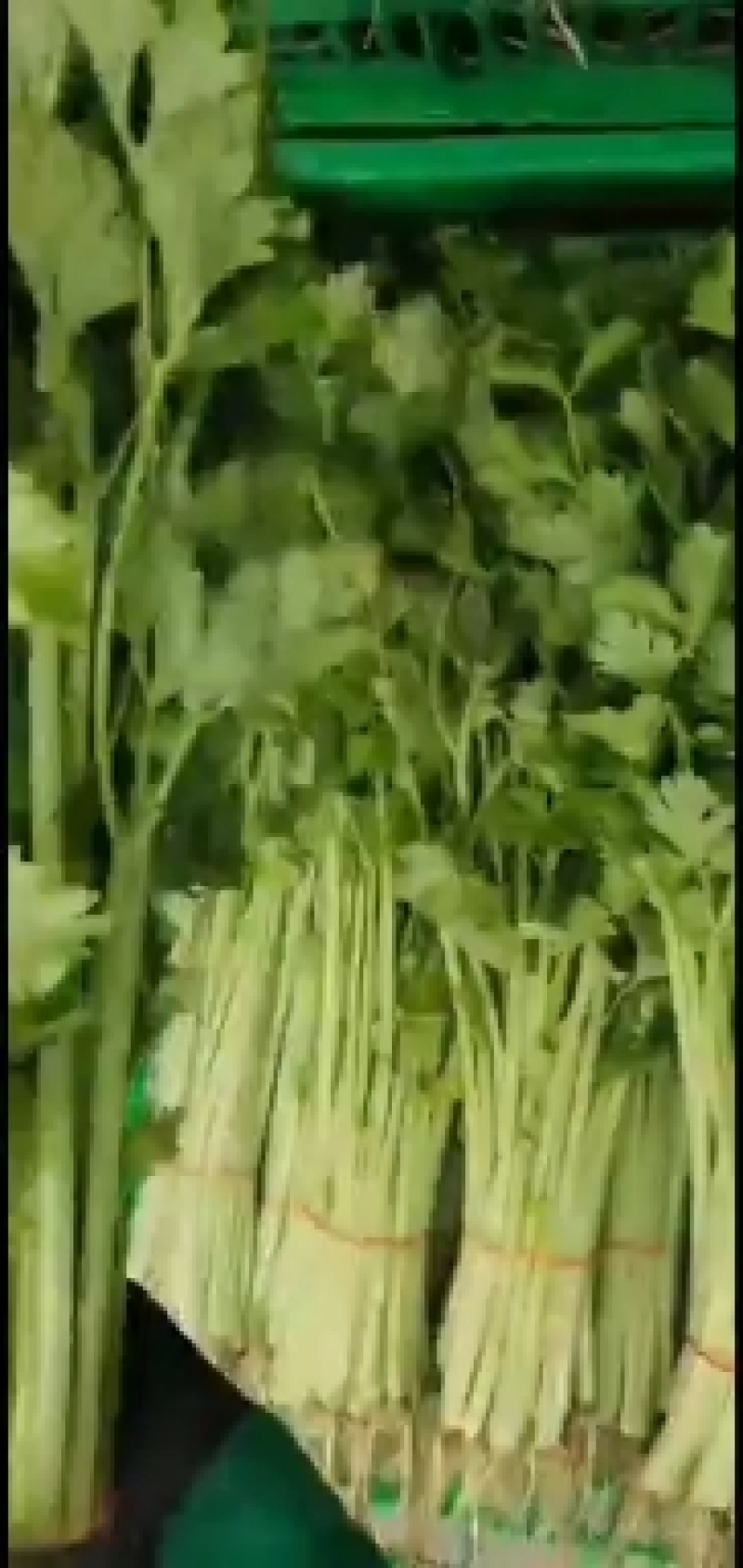 南通市精品小香芹基地一手货源货源稳定，量非常大