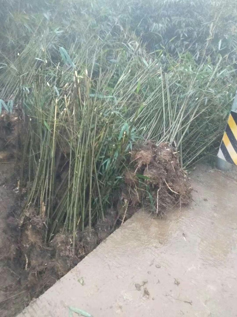 大量优质方竹种苗地苗