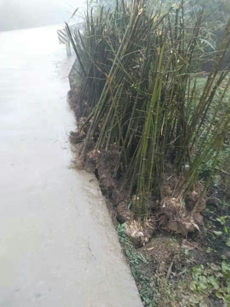 大量优质方竹种苗地苗