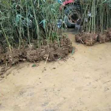 大量优质方竹种苗地苗