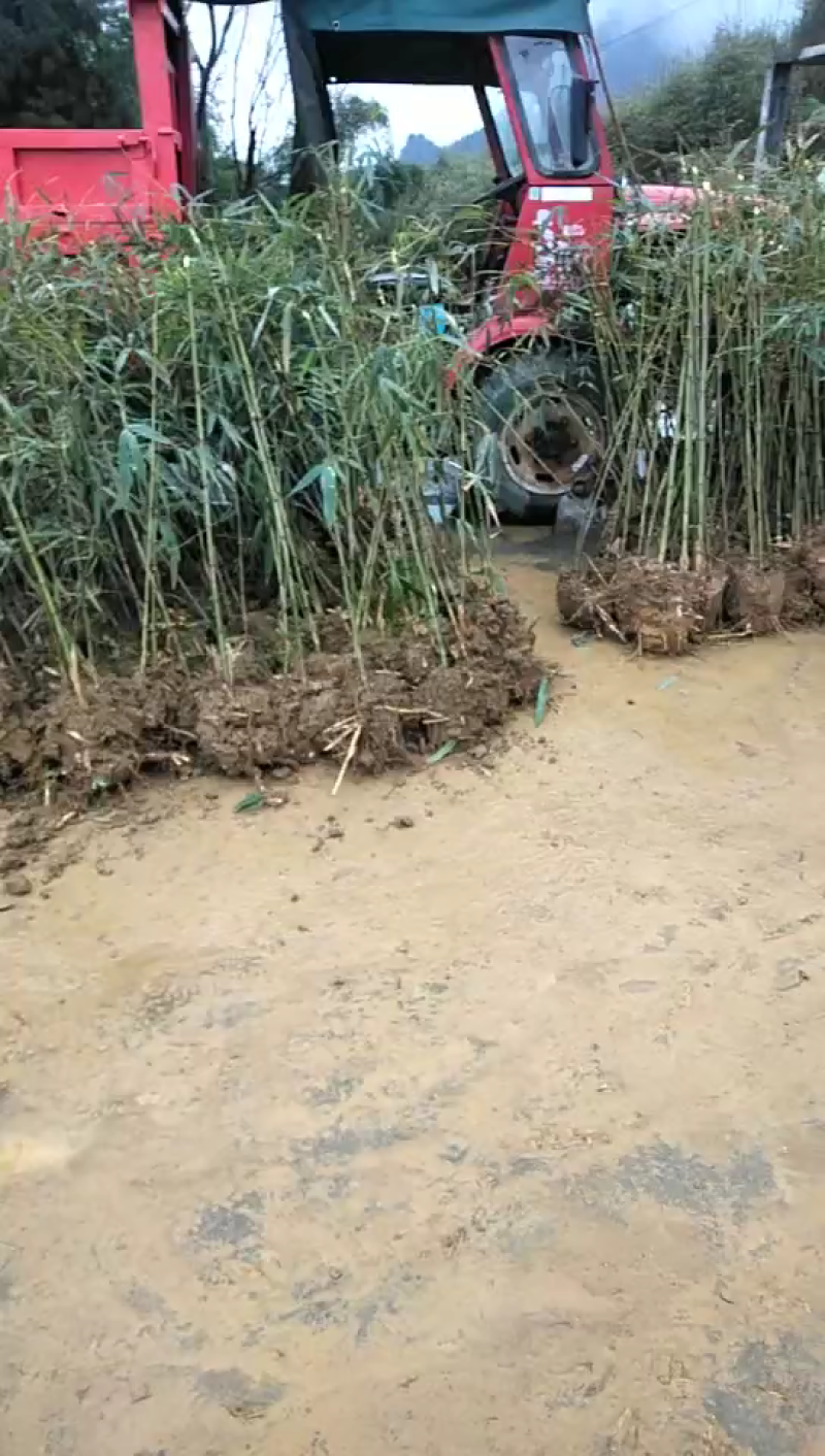 大量优质方竹种苗地苗