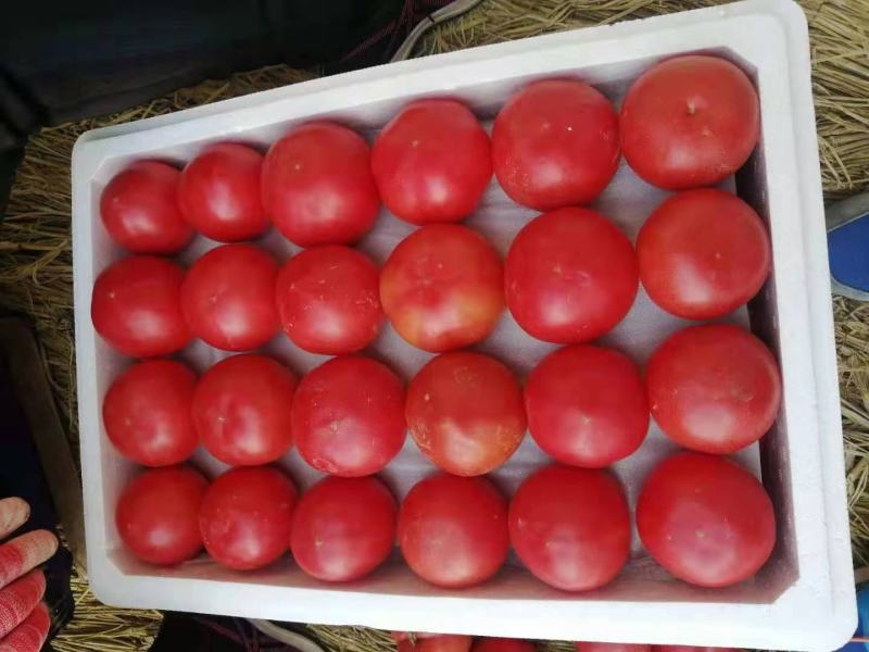 本地暖棚硬粉西红柿大量上市中