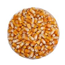 玉米饲料玉米干玉米粒净货量大从优优质玉米水分14.5含运