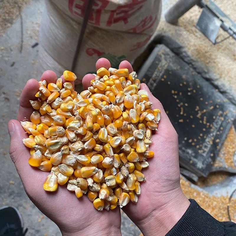 玉米饲料玉米干玉米粒净货量大从优优质玉米货源充足全国发货