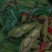 胡豆蚕豆兰花豆四川胡豆大量上市中胡豆