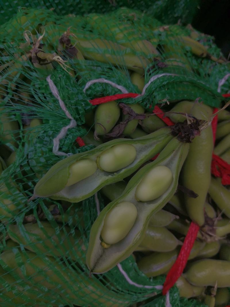 胡豆蚕豆兰花豆四川胡豆大量上市中胡豆