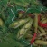 胡豆蚕豆兰花豆四川胡豆大量上市中胡豆