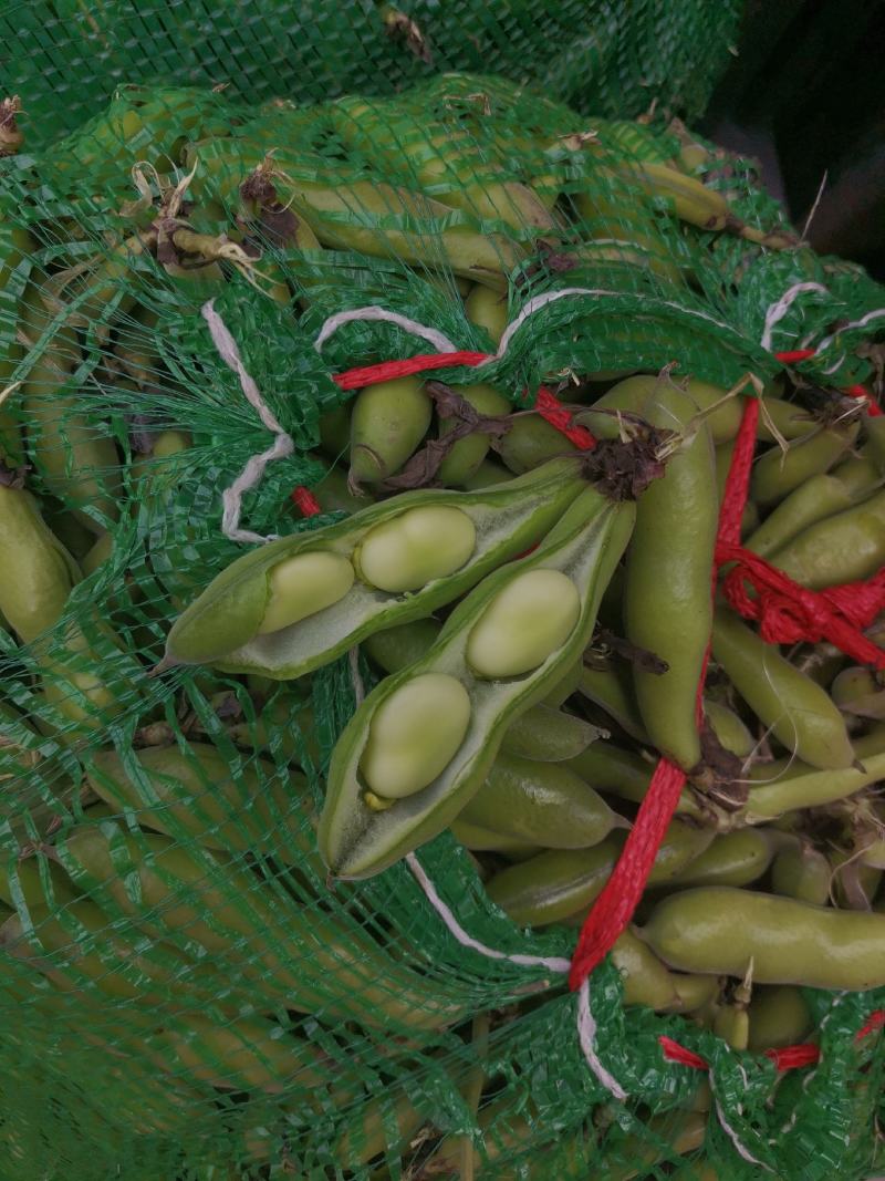 胡豆蚕豆兰花豆四川胡豆大量上市中胡豆