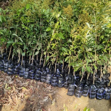 荔枝苗，正宗嫁接荔枝苗