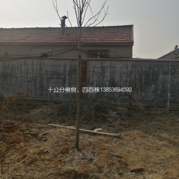 十公分楸树笨楸，非嫁接