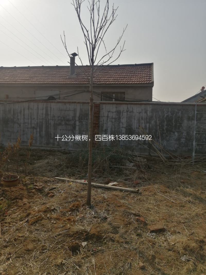 十公分楸树笨楸，非嫁接