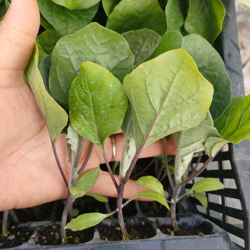 紫红茄苗(实生苗)出口长茄，中茄（嫁接苗）