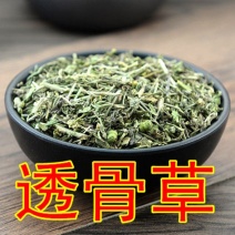 透骨草新货珍珠透骨草绿色透骨草特价非非凤仙透骨草