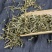 透骨草新货珍珠透骨草绿色透骨草特价包邮非非凤仙透骨草