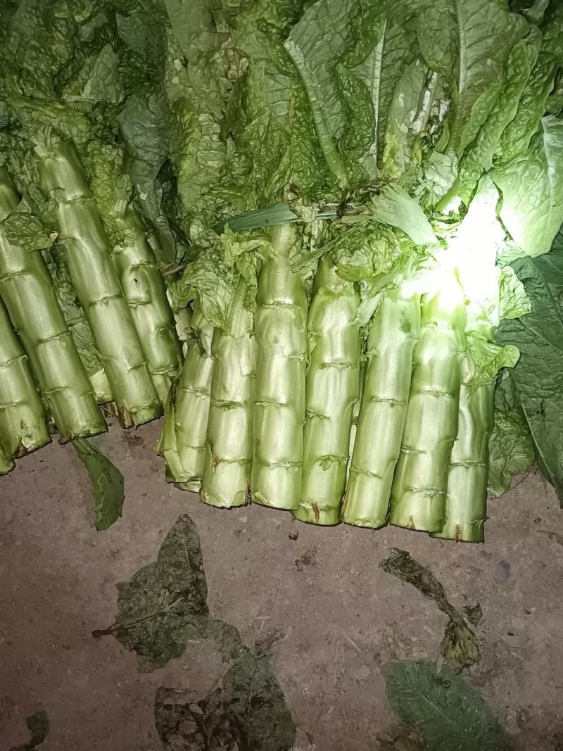 精品三青无空心产地直销