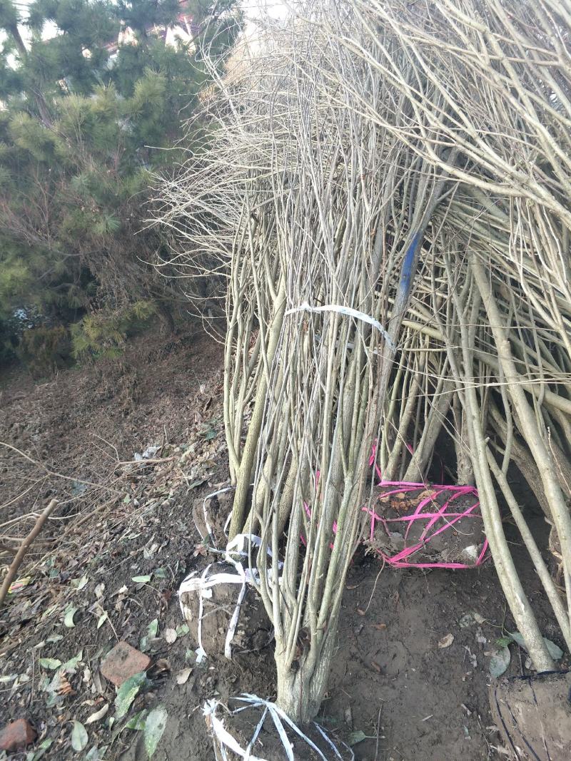 木槿红花木槿、重瓣木槿