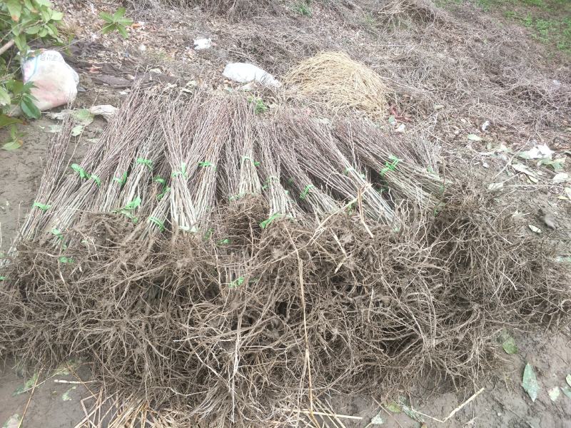 木槿红花木槿、重瓣木槿