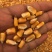 玉米甘肃干玉米水分%15左右产地一手货源