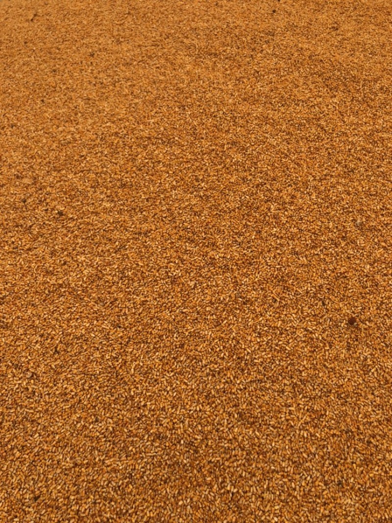 玉米甘肃干玉米水分%15左右产地一手货源