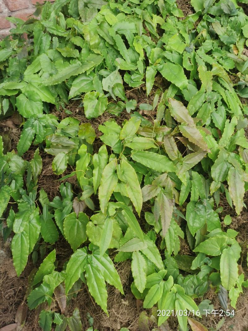 药典品种，绒毛，箭叶。抗病强，生长快，一次种植多年收率