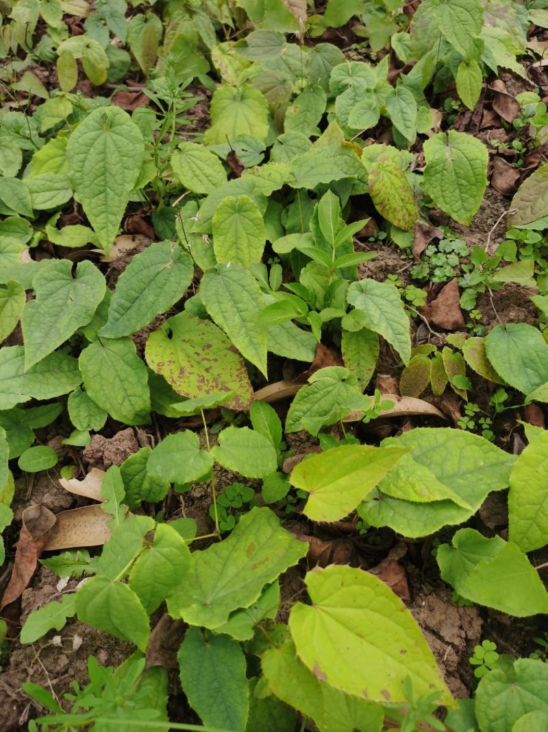 药典品种，绒毛，箭叶。抗病强，生长快，一次种植多年收率