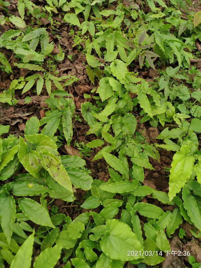 药典品种，绒毛，箭叶。抗病强，生长快，一次种植多年收率