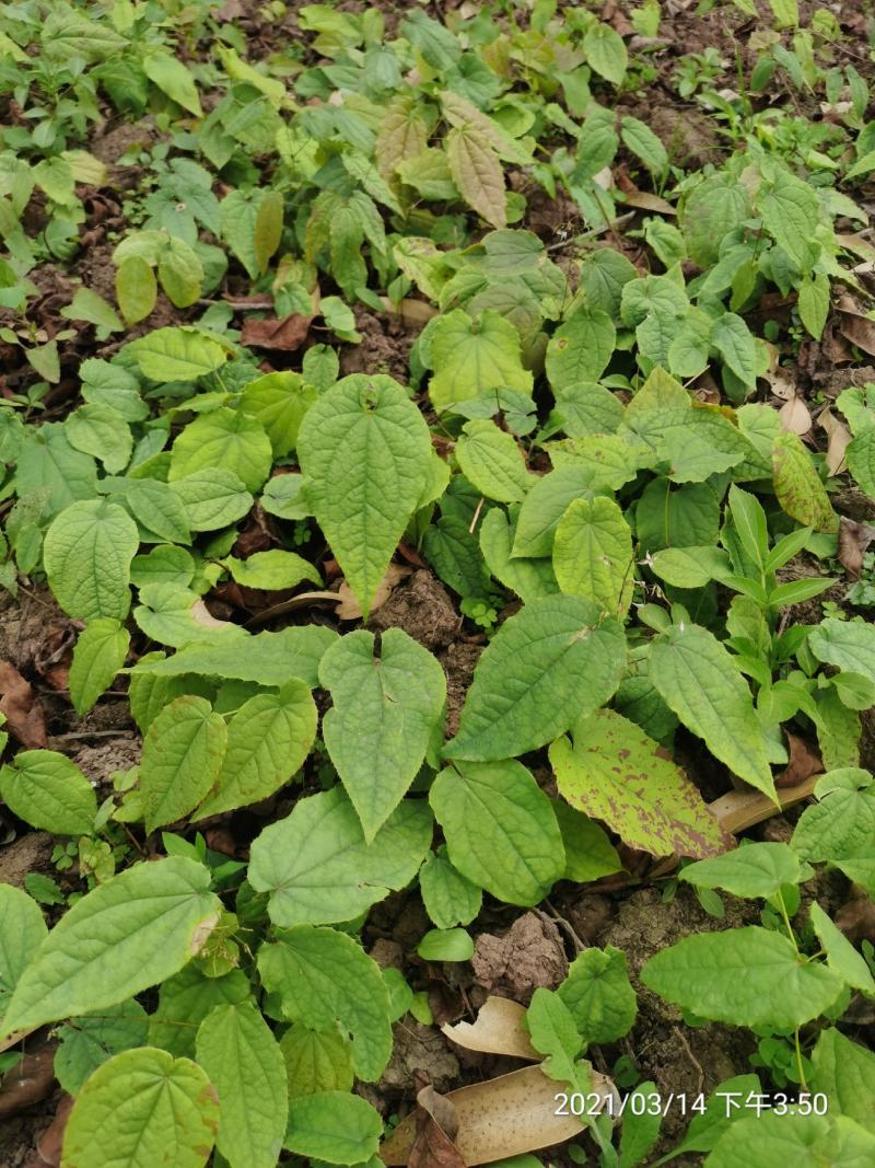 药典品种，绒毛，箭叶。抗病强，生长快，一次种植多年收率