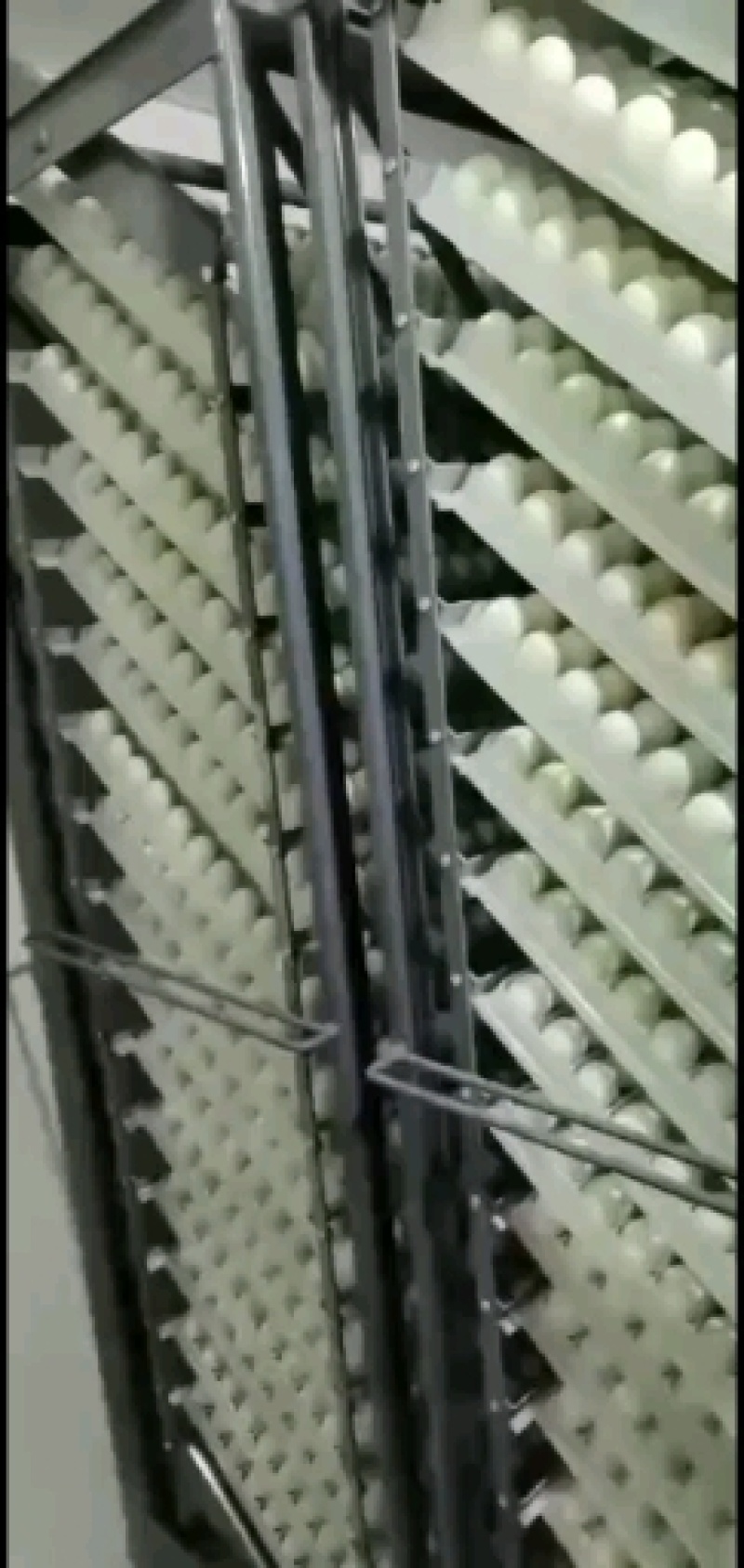 高产绿壳蛋鸡苗青壳蛋鸡苗高产蛋鸡土鸡苗土蛋鸡苗质量正宗