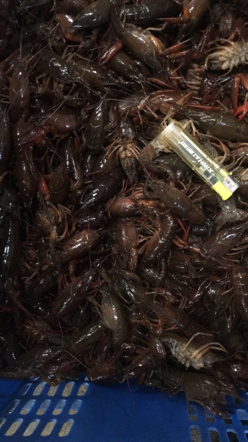 湖北潜江优质精品小龙虾大量上市，肉饱满，底板干净。