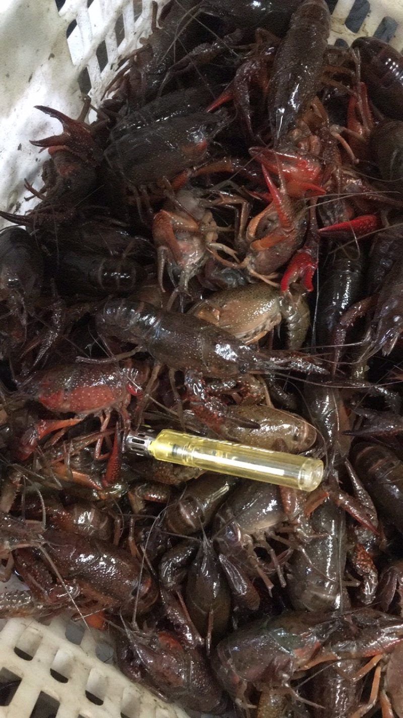 湖北潜江优质精品小龙虾大量上市，肉饱满，底板干净。