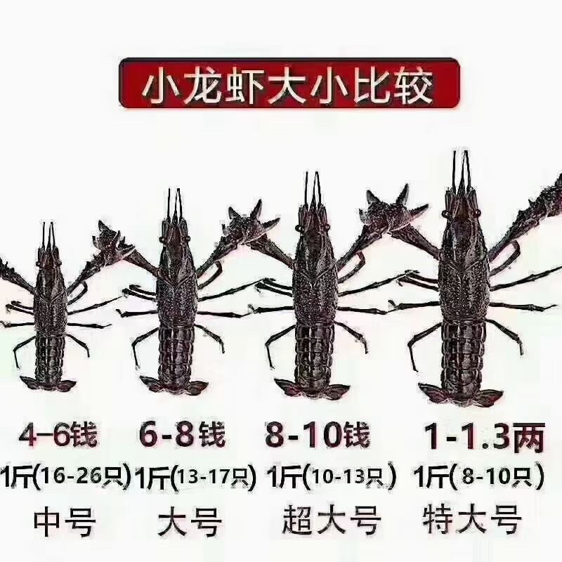 潜江小龙虾大量上市，品质好肉满，底板干净