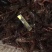 潜江小龙虾大量上市，品质好肉满，底板干净