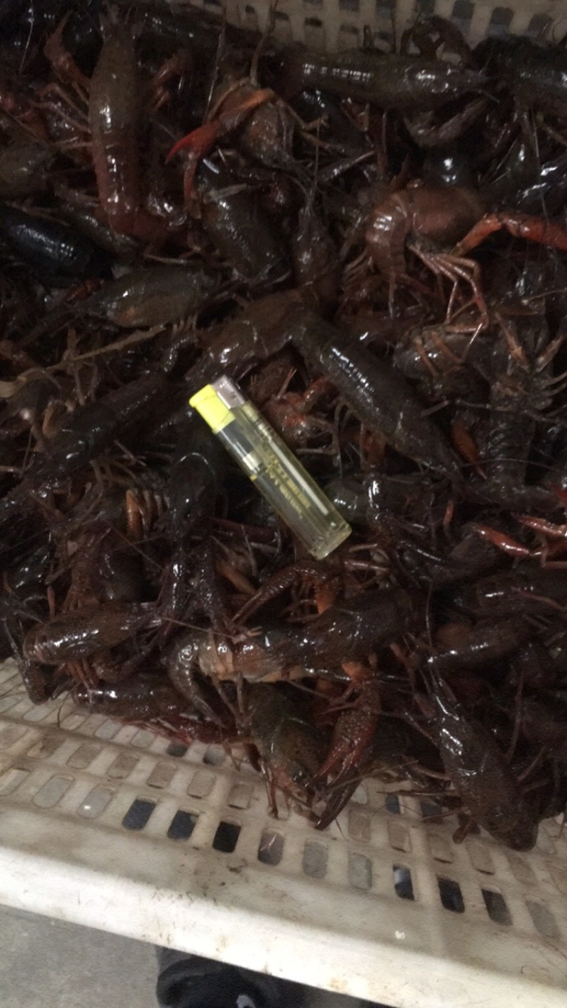 潜江小龙虾大量上市，品质好肉满，底板干净
