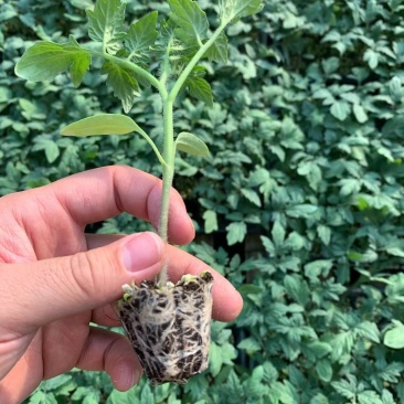 西红柿质量保证，优质货源，值得信懒