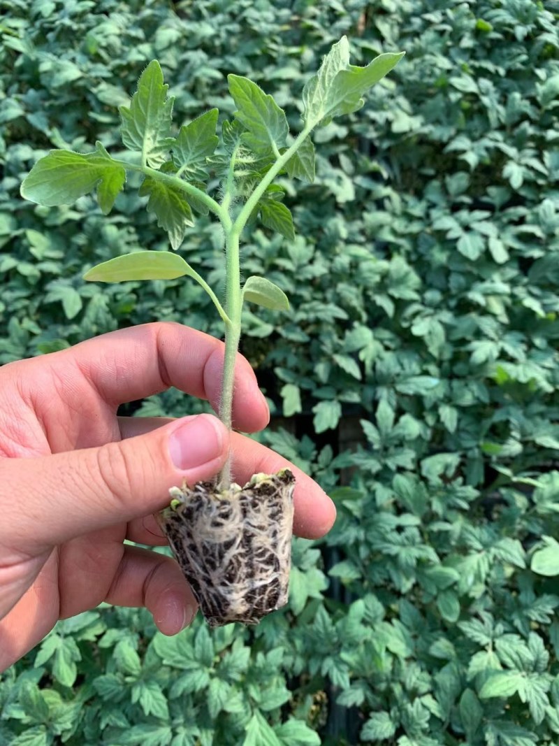 西红柿质量保证，优质货源，值得信懒
