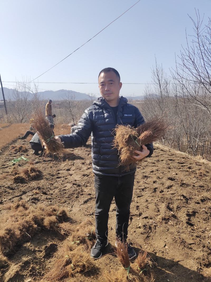 紫穗槐播种苗高速堤坝护坡油条苗棉槐条子产地直发