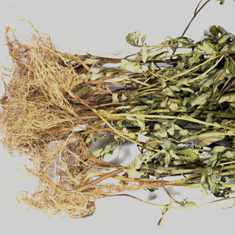 云南野生中药材叶下珠珍珠草叶下珍珠叶后珠