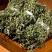云南野生中药材叶下珠珍珠草叶下珍珠叶后珠