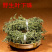 云南野生中药材叶下珠珍珠草叶下珍珠叶后珠