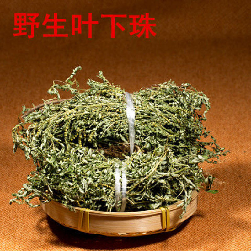 云南野生中药材叶下珠珍珠草叶下珍珠叶后珠