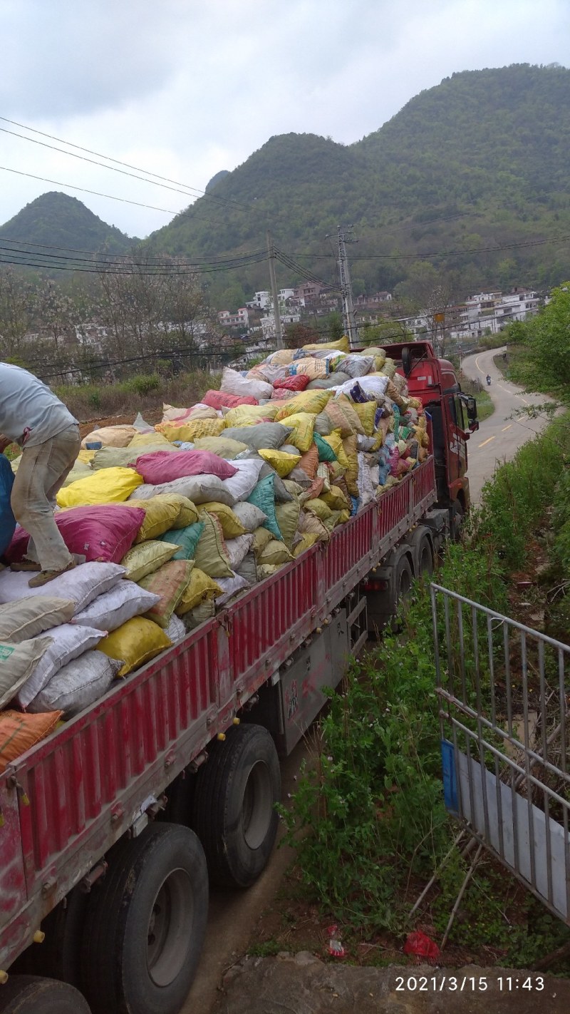 广东本土大量新鲜骨碎补