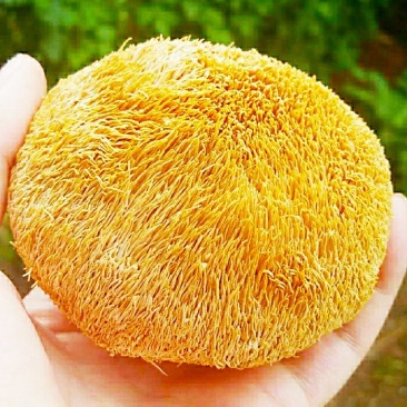 猴头菇营养美味可口食用菌猴头菇（干品包邮）