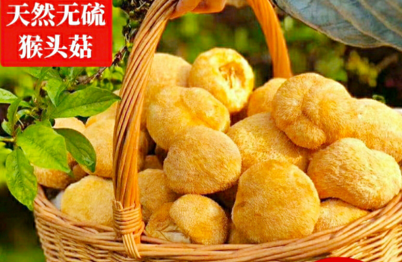 猴头菇营养美味可口食用菌猴头菇（干品包邮）